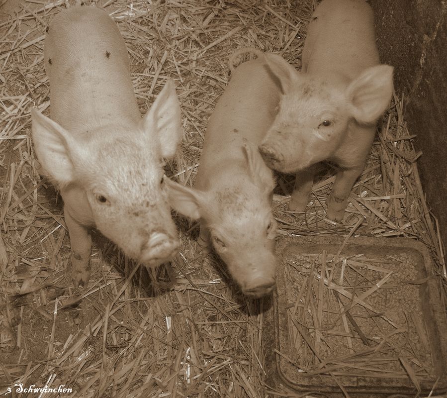 3 Schweinchen