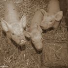 3 Schweinchen