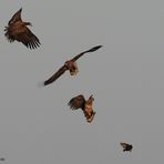 3 Seeadler + 1 Blässralle