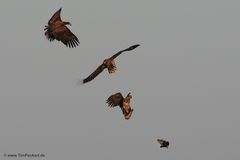 3 Seeadler + 1 Blässralle