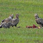 3 Seeadler an einem Kadaver......