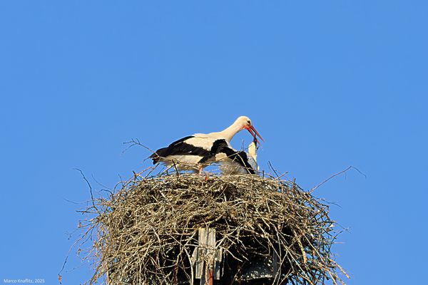 3 - Sequenza dall'attesa alla merenda ed infine alle prove di volo