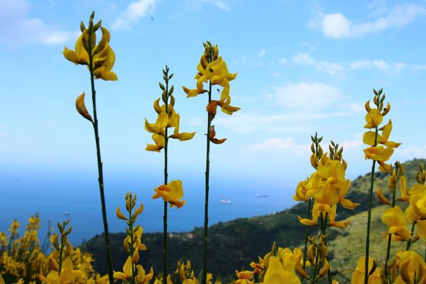 3 Sessarego - Ginestre