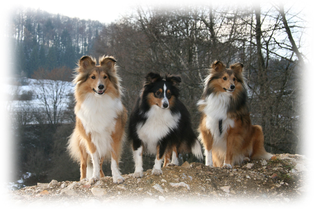 3 Shelties halten Ausschau nach einem passenden Rüden, oder suchen sie Schafe?