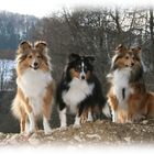 3 Shelties halten Ausschau nach einem passenden Rüden, oder suchen sie Schafe?