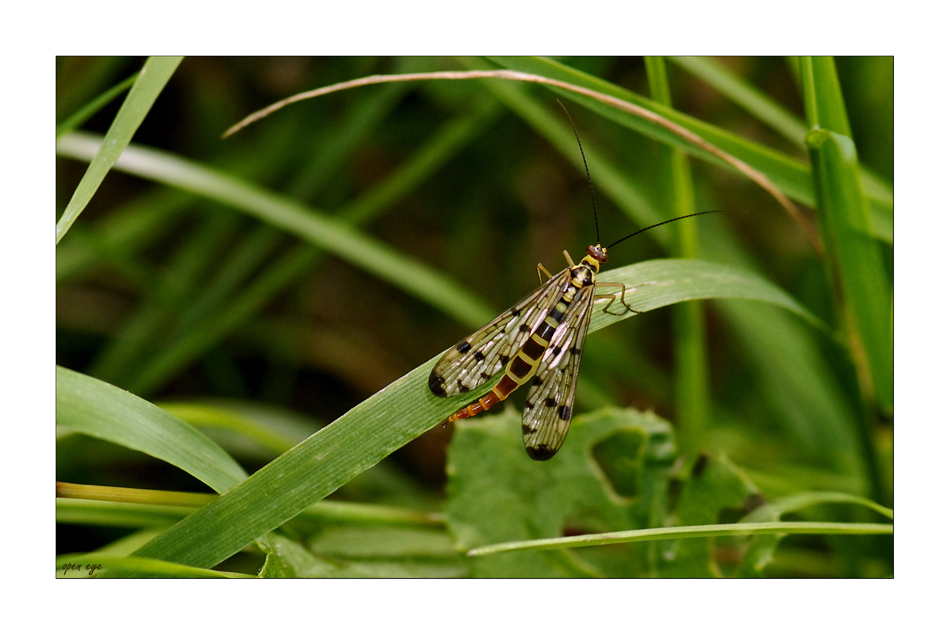 3. Skorpion - fliege