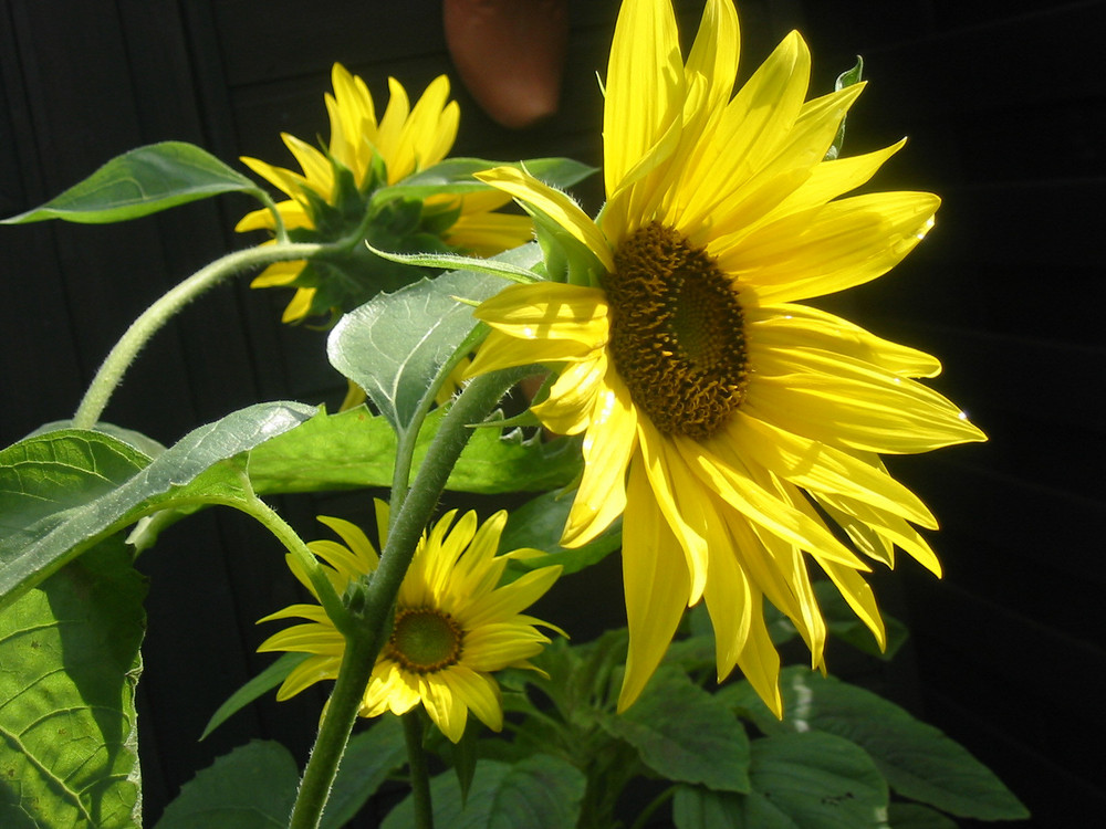 3 Sonnenblumen