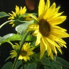 3 Sonnenblumen