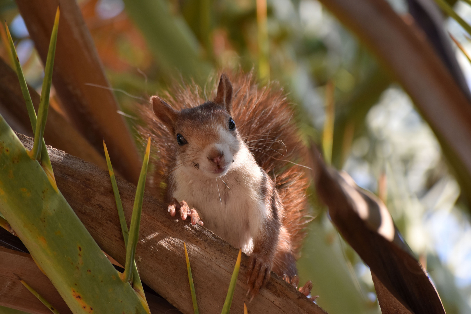 3. Spanisches Eichhörnchen