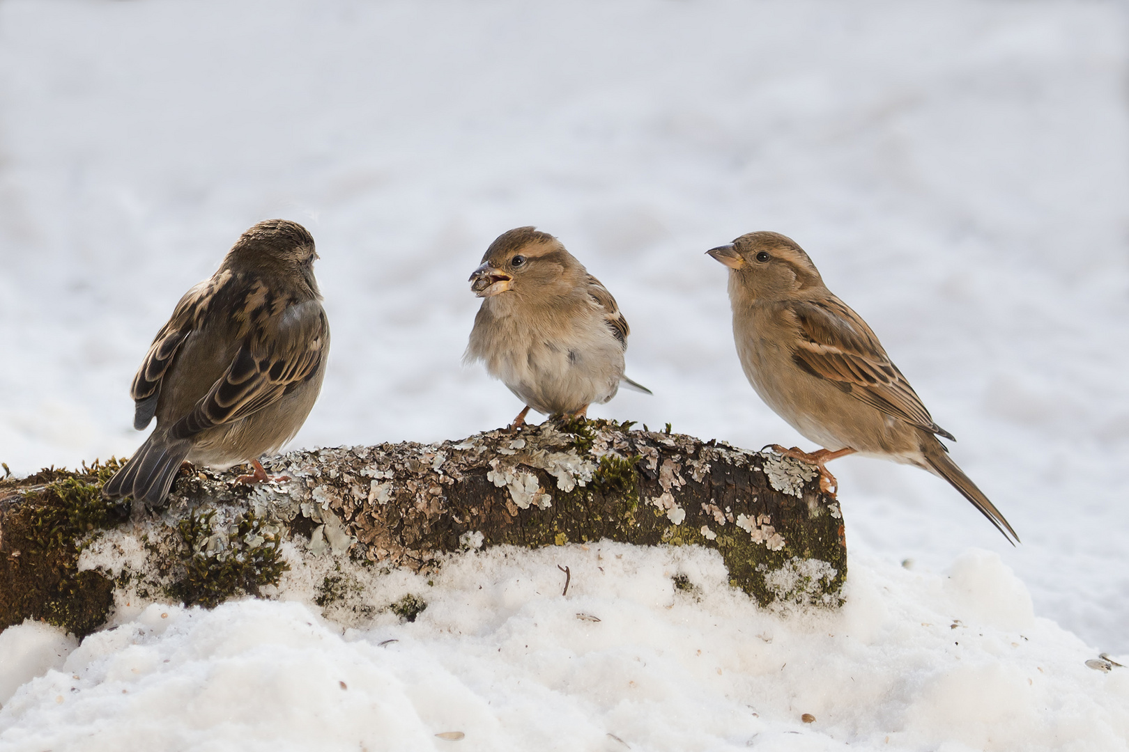 3 Spatzen bei Lagebesprechung