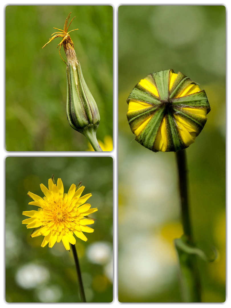 3 Stadien einer Blume