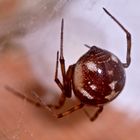 (3) Steatoda triangulosa, eine Kugelspinne (Fam. Theridiidae)