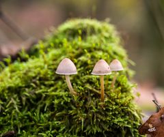 3 steigen auf den Berg