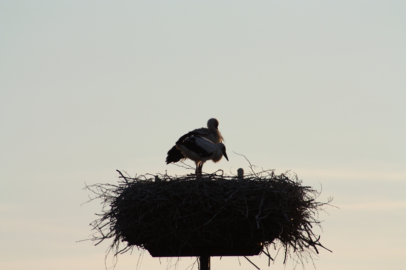 3! Störche in einem Nest.