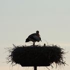 3! Störche in einem Nest.