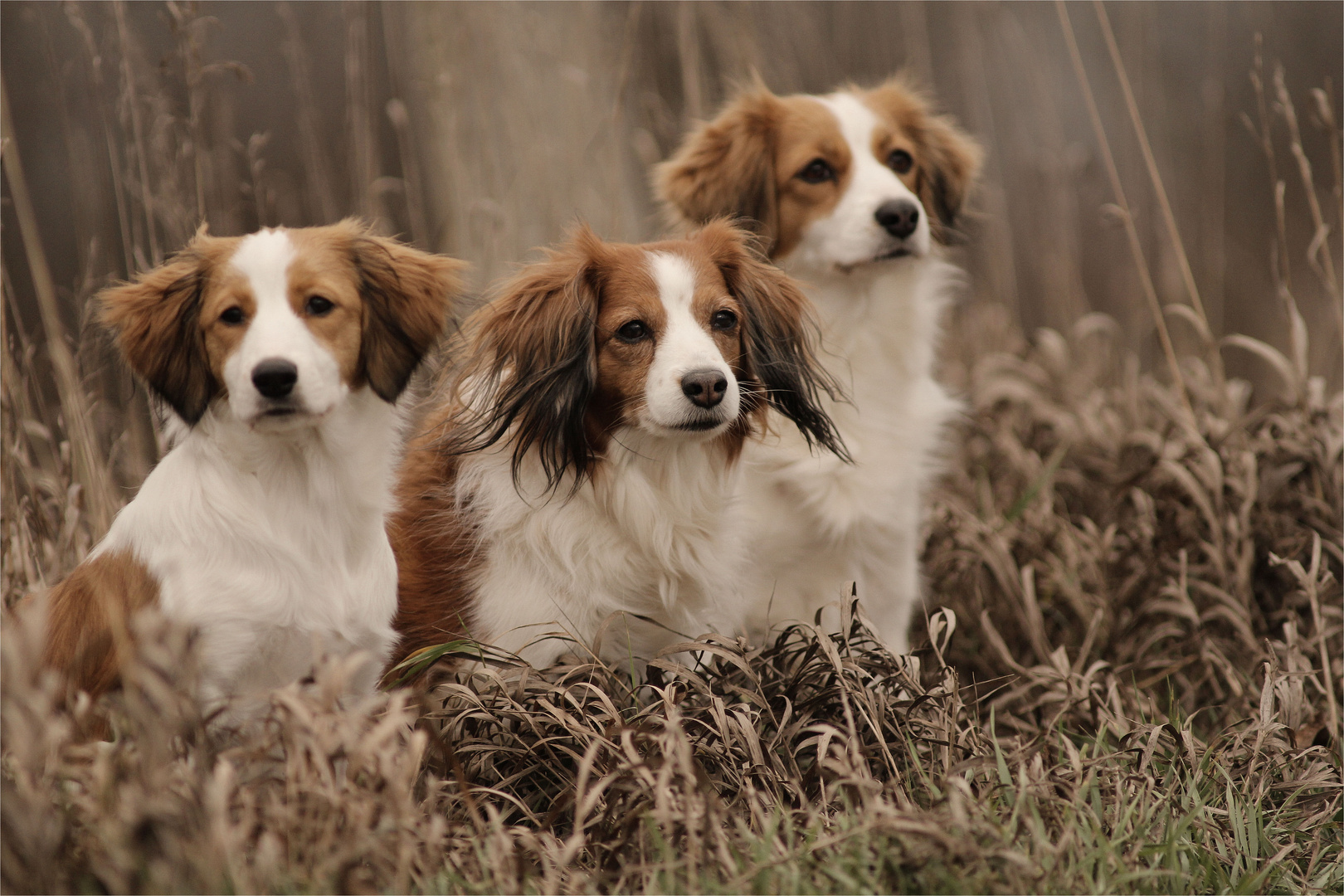 3 Süßgesichter