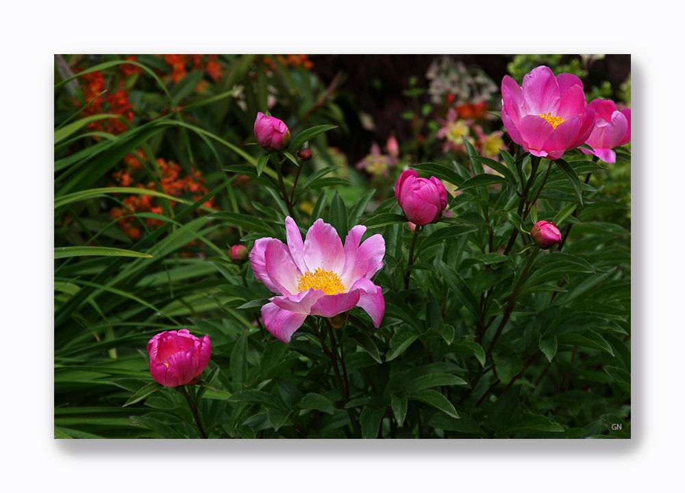 3. Tag ( Vancouver Island ) Butchard Gardens