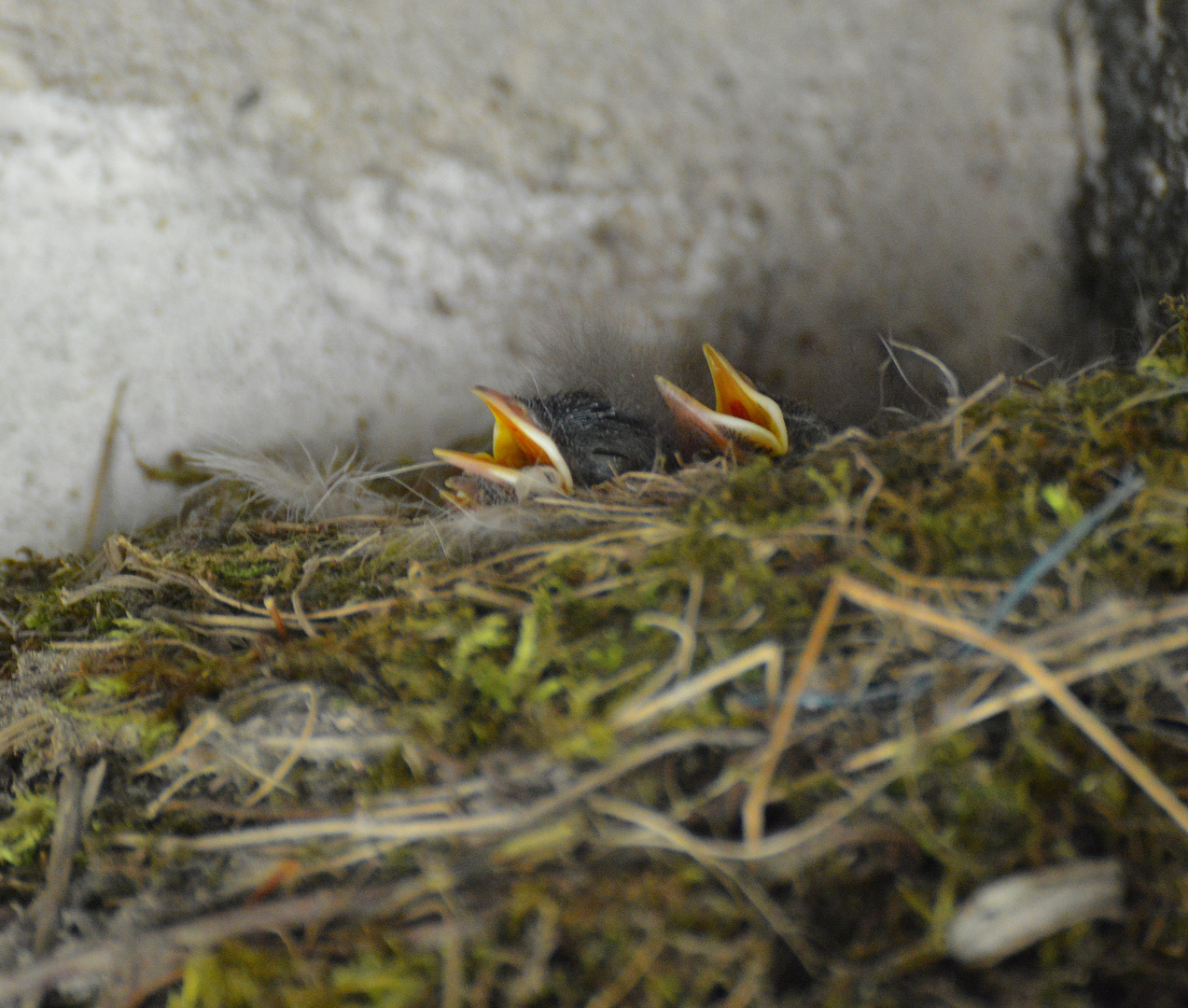 3 Tage alte Gartenrotschwanzbabys haben auch schon Hunger