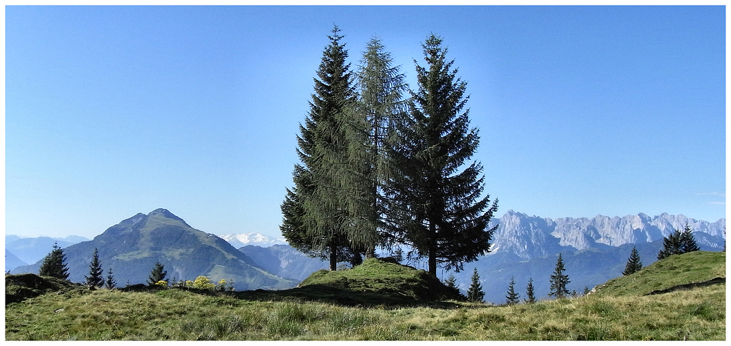 3 Tannen auf der Höh´