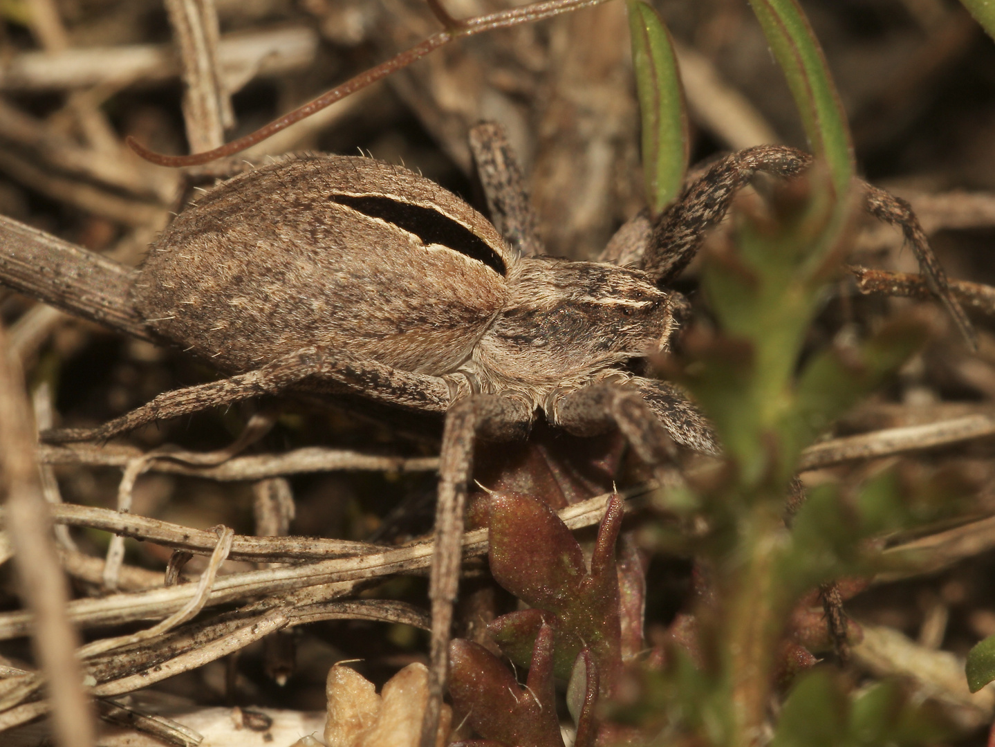 (3) Thanatus formicinus, der "Silbergras-Herzfleckläufer" - ...