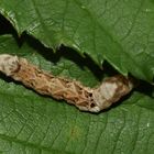 (3) Thyatira batis, die Roseneule (Fam. Drepanidae, Sichelflügler)