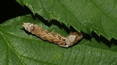 (3) Thyatira batis, die Roseneule (Fam. Drepanidae, Sichelflügler)