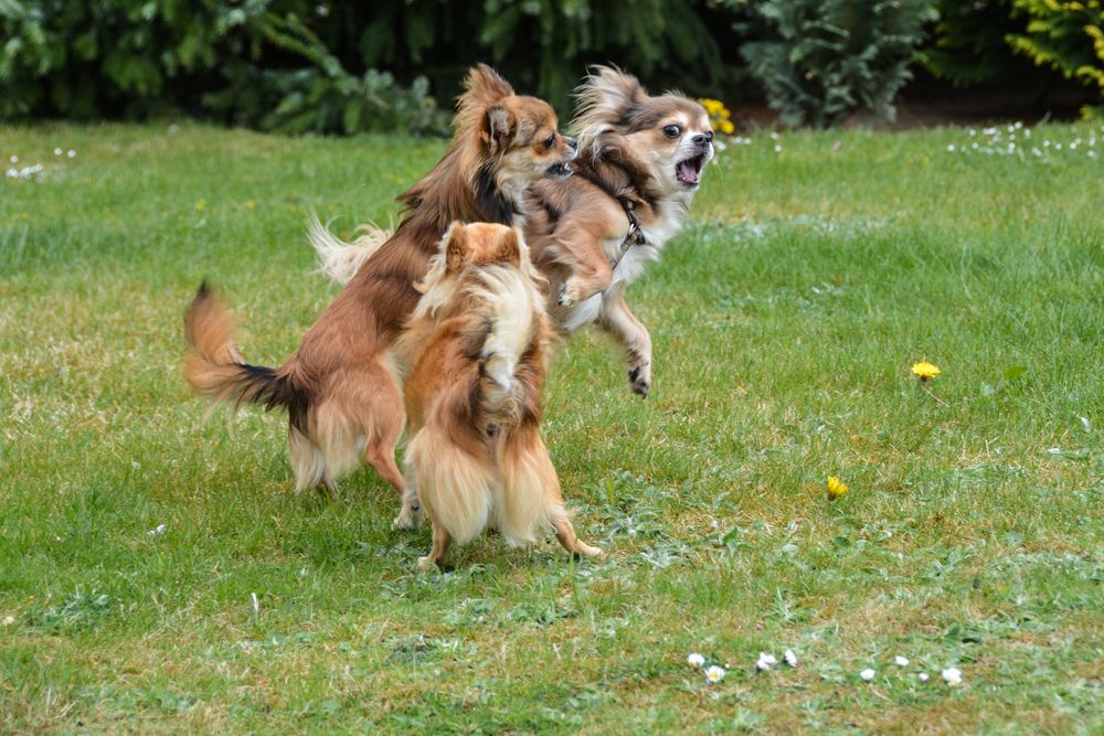 3 tobende Chihuahuas ... so voller Lebenslust