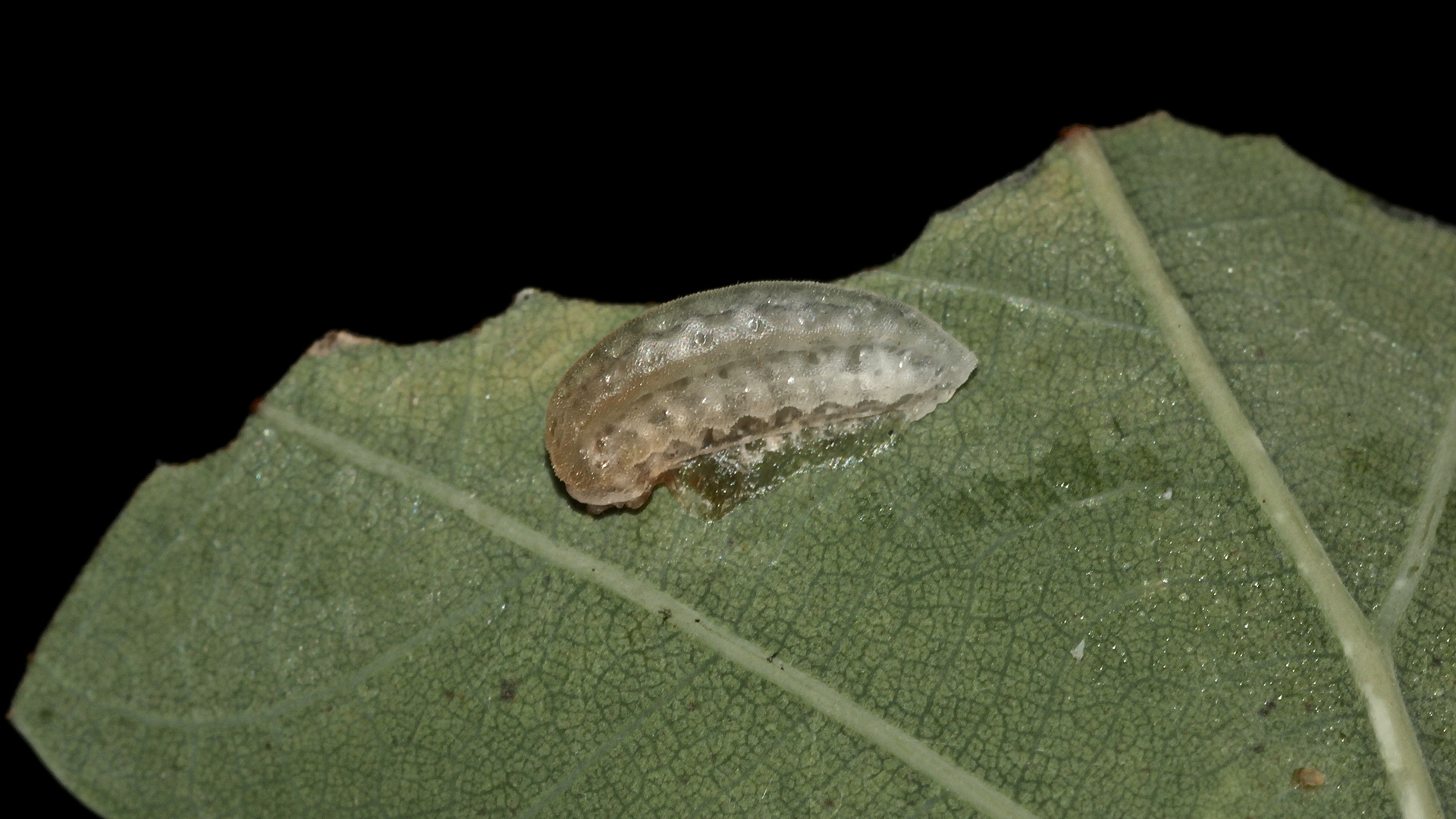 (3) Tote Raupe des Kleinen Schneckenspinners (Heterogenea asella)