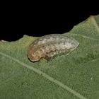 (3) Tote Raupe des Kleinen Schneckenspinners (Heterogenea asella)