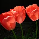 3 Tulpen