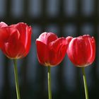 3 Tulpen