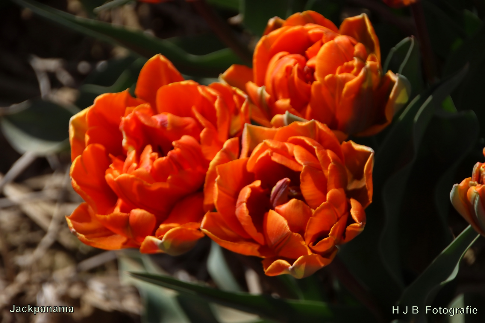 3 Tulpen auf einmal