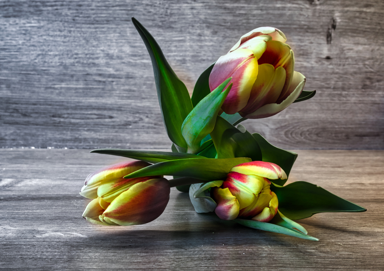 3 Tulpen 