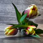 3 Tulpen 