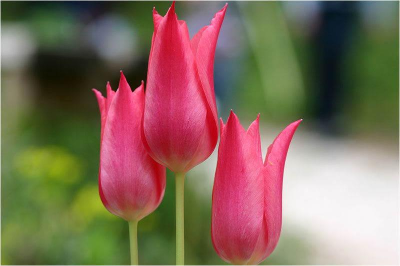 3 Tulpen