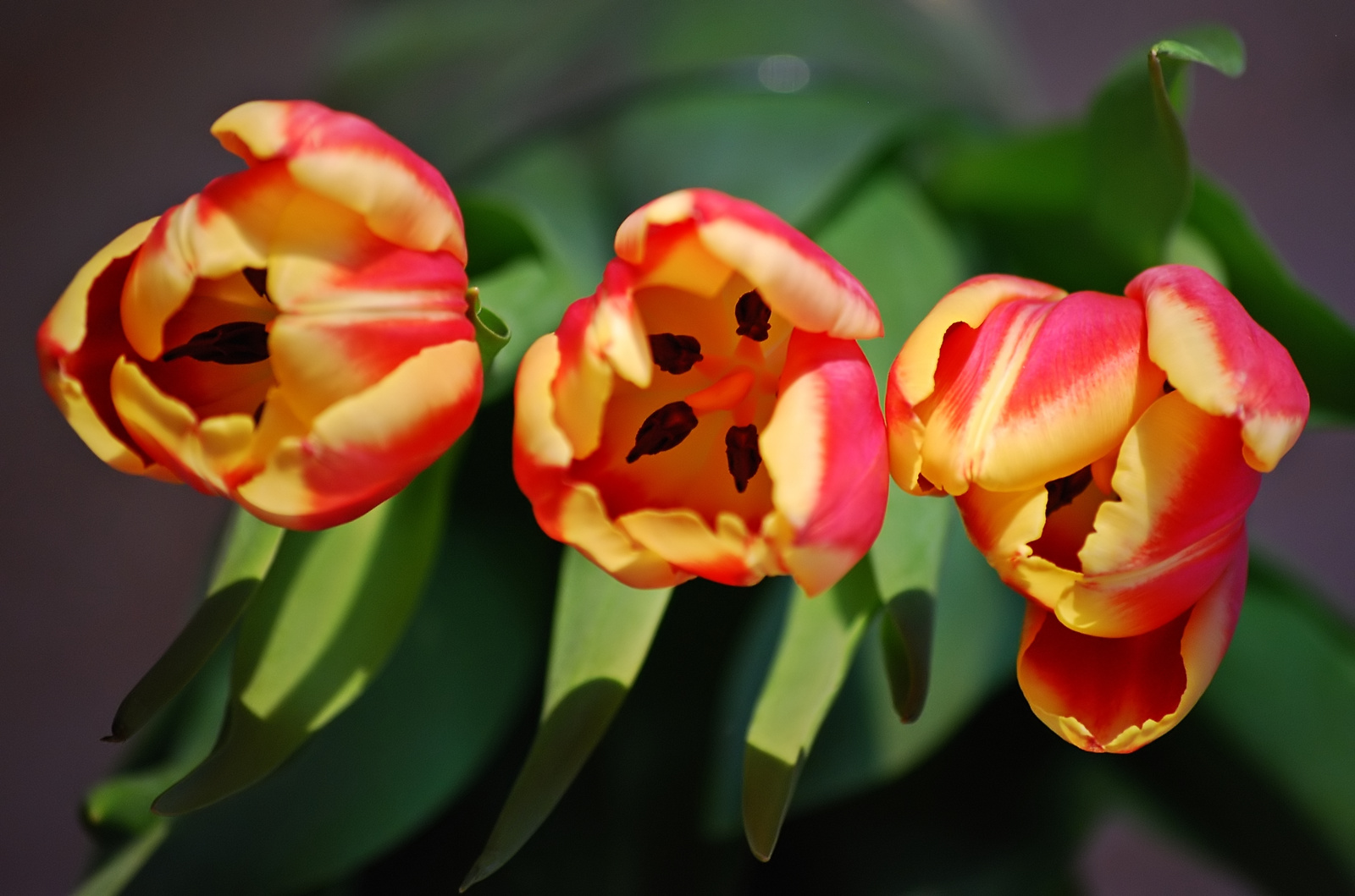 3 Tulpen