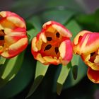 3 Tulpen