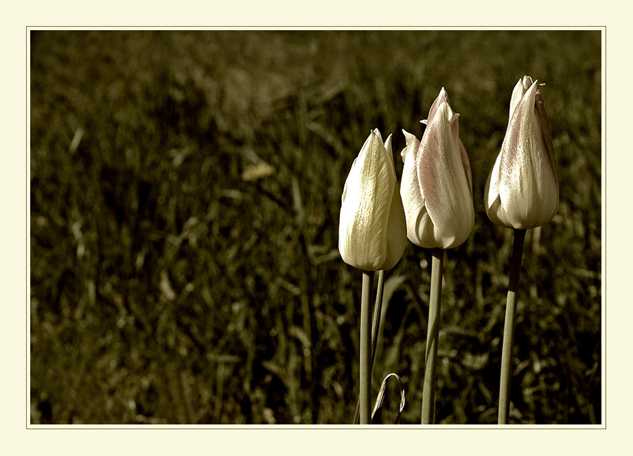 3 tulpen monochrome