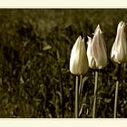 3 tulpen monochrome