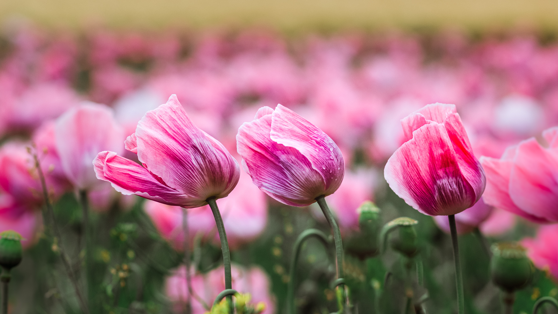 3 Tulpen vom Winde verweht