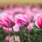 3 Tulpen vom Winde verweht