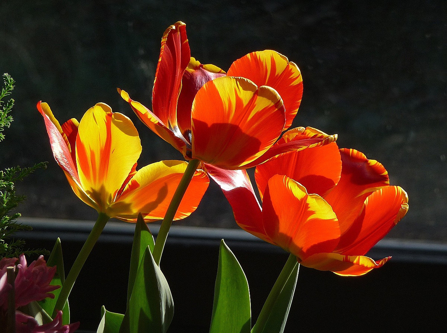 3 Tulpen wie feuerrot