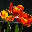 3 Tulpen wie feuerrot