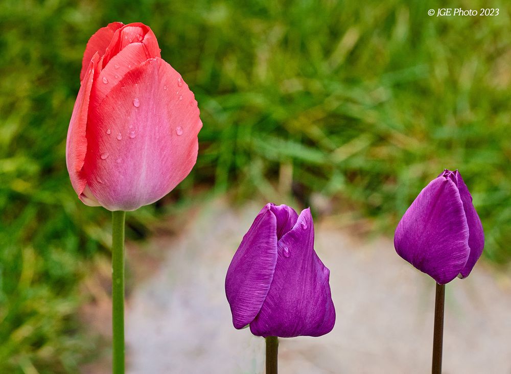 3 Tulpengrazien vor dem Rasen