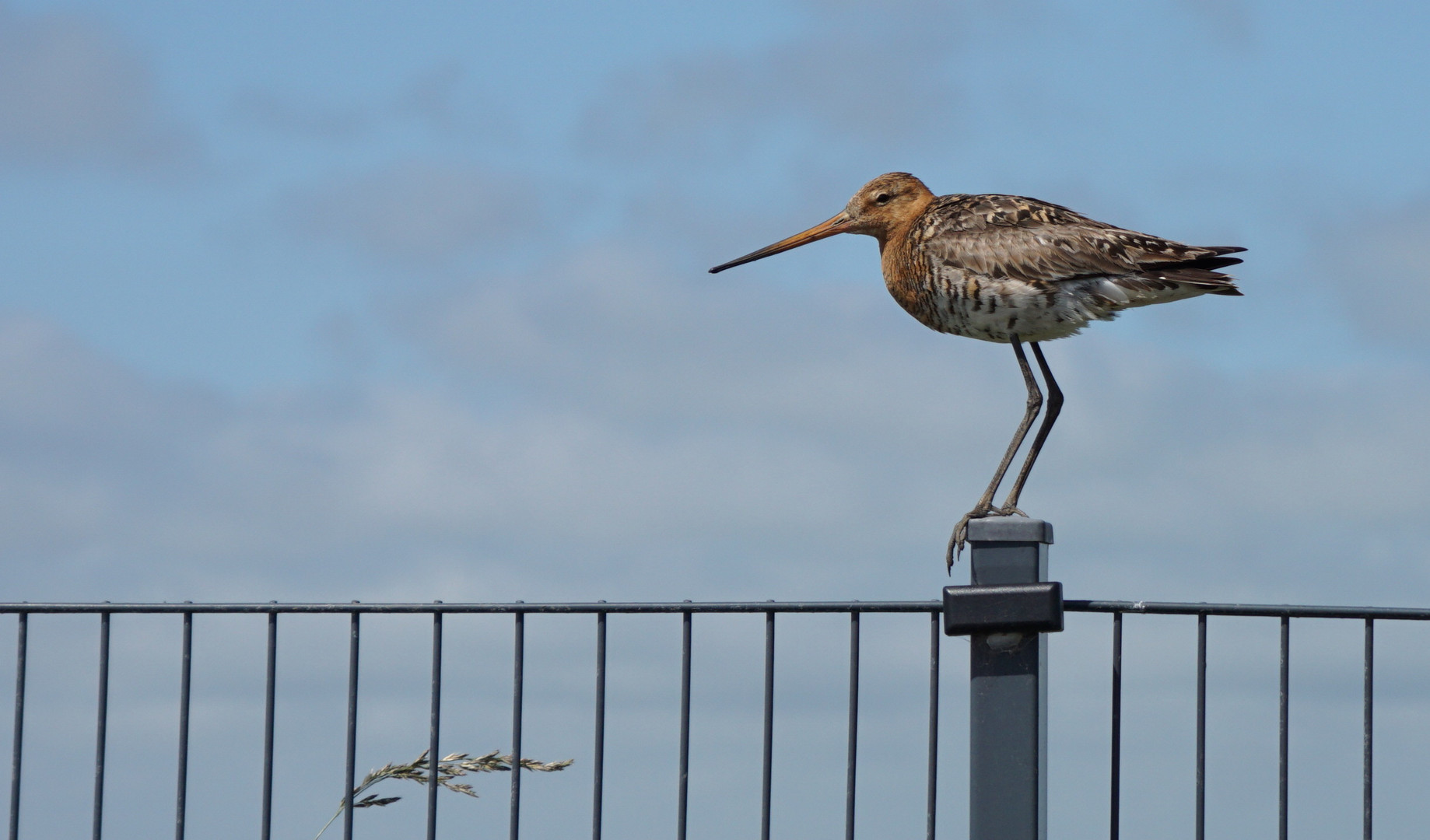 (3) Uferschnepfe (Limosa limosa)