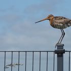 (3) Uferschnepfe (Limosa limosa)