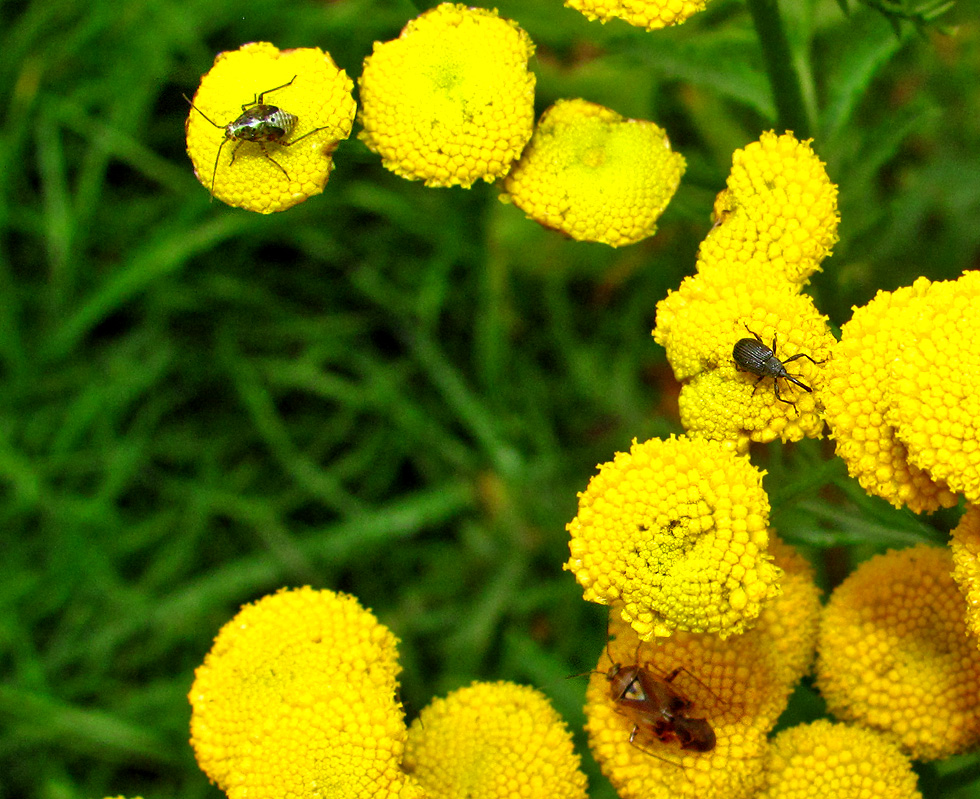 3 versch. Insekten