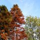 3 verschiedene Herbstkleider
