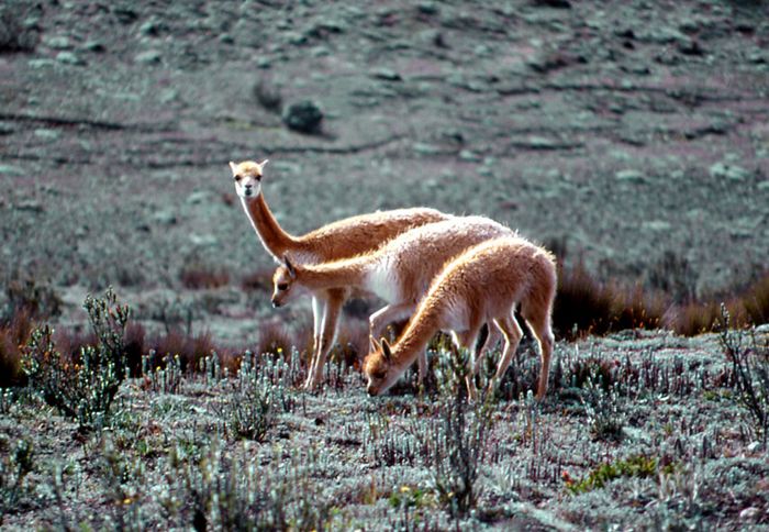 3 Vicunas