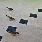 3 Vögel